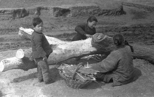 草根几乎被挖完，树皮几乎被剥光