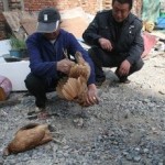 北京确诊一例人感染H7N9禽流感病例